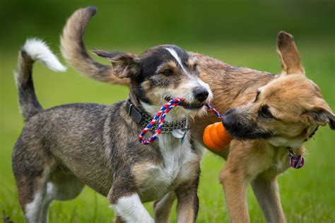 Dog's play - How Do Dogs Play? Wrestler. Lone Wolf. Chaser. Cheerleader. Tugger. Body Slammer. Soft Toucher. 8 Signs of Appropriate Play Behavior in Dogs. When Dog …